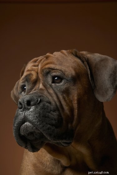 Panacur Side Effects: What to Watch for and When to Call Your Vet