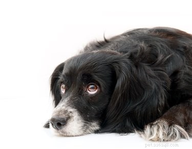How to Spot Early Signs of a Dog Infection