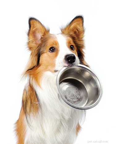 Boost Your Dog’s Appetite Naturally: Proven Stimulators and Care Tips