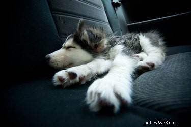 Safe Dramamine Dosage Guide for Dogs: Relieve Motion Sickness Effectively
