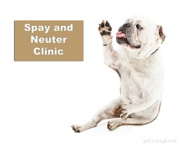 Swollen Testicles in Dogs: Signs & Prompt Vet Care