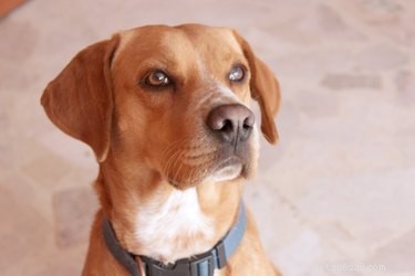 Natural Homemade Worm Treatment for Dogs: Safe & Effective