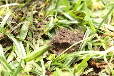 Natural Homemade Worm Treatment for Dogs: Safe & Effective