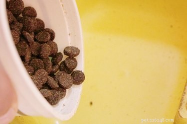 Natural Homemade Worm Treatment for Dogs: Safe & Effective