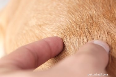 Natural Homemade Worm Treatment for Dogs: Safe & Effective