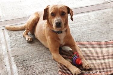 Natural Homemade Worm Treatment for Dogs: Safe & Effective