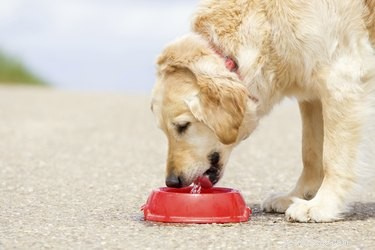 Understanding Kidney Failure and Yellow Vomiting in Dogs: Causes, Symptoms, and Care