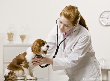 Understanding Kidney Failure and Yellow Vomiting in Dogs: Causes, Symptoms, and Care