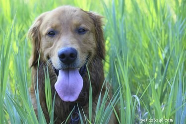 Understanding Kidney Failure and Yellow Vomiting in Dogs: Causes, Symptoms, and Care