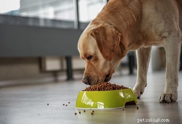 Optimal Feeding Schedule for Adult Dogs: How Often to Feed Your Canine