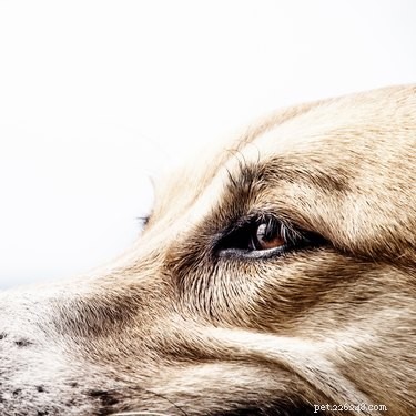 Understanding Dog Head Tremors: Causes, Diagnosis, and Treatment