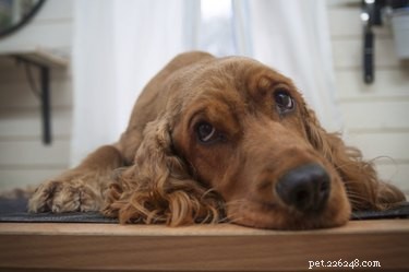 Persistent Dog Vomiting: Causes, Symptoms, and When to Seek Veterinary Care