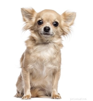 Detecting Pregnancy in Chihuahuas: Signs, Timing, and Care