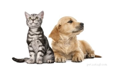 What to Know About Nitenpyram (Capstar) Side Effects in Dogs and Cats