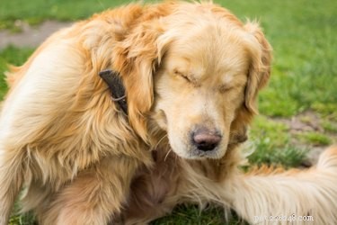 Effective Home Remedies for Treating Dog Rashes