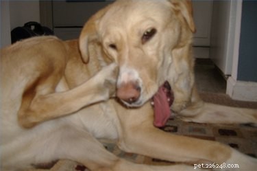 How to Safely Treat Your Dog s Scabies: Expert Guide