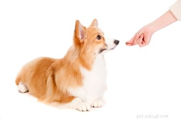 Denamarin Side Effects: How to Safely Support Your Dog’s Liver Health
