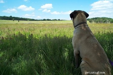 Safe Home Remedies for Treating Your Dog s Urinary Tract Infection