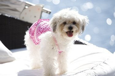 How Long Does a Dog’s Menstrual Cycle Last?