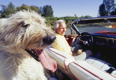 Safe & Effective Colloidal Silver Therapy for Dogs
