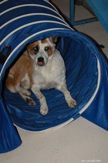 Cushing’s Disease in Dogs: Symptoms, Causes, and Treatment