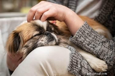 Effective Treatment for Dog Foot Infections: Quick Care & Vet Guidance