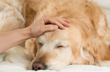 Understanding Stages of Liver Disease in Dogs: Symptoms, Diagnosis & Treatment