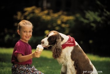 Managing High Triglycerides in Dogs: Causes, Symptoms, and Treatment Options