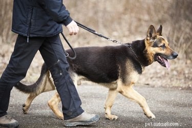 Caring for Your Dog with Megaesophagus: Tips, Treatment, and Daily Management