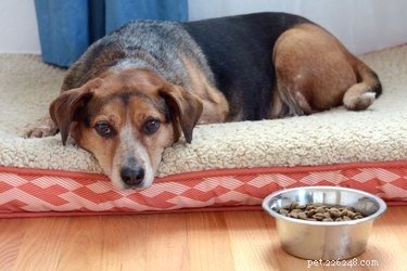 Helping a Sick Dog Eat: Proven Tips for Restoring Appetite