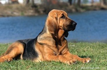 Understanding Saggy Skin in Dogs: Causes and Key Treatment Options