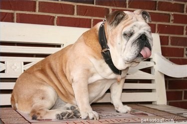 Understanding Saggy Skin in Dogs: Causes and Key Treatment Options
