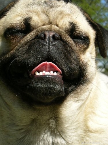Top Enzymatic Toothpaste for Dogs – Safe, Effective Oral Care