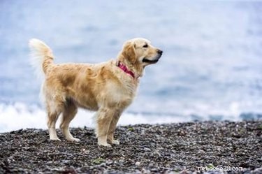 Are Shea and Cocoa Butters Safe for Dogs? Expert Guidance