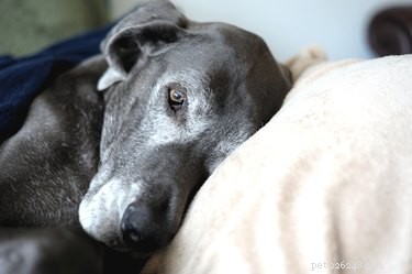 Bone Spurs in Dogs: Causes, Symptoms, and Effective Treatments