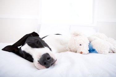 Recognizing Dying Dog Symptoms: How to Support Your Pet in Their Final Days