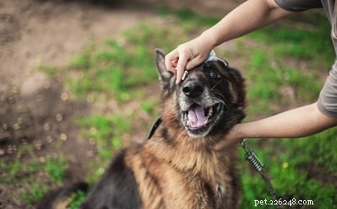 DIY Dog Eyewash Remedy: Safe, Soothing & Effective