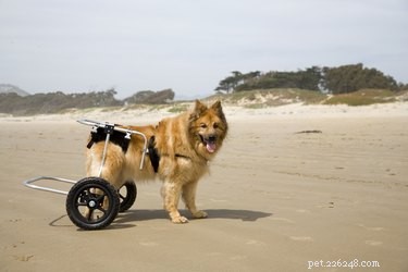 Supporting Your Senior Dog’s Weakening Legs: Practical Care Tips