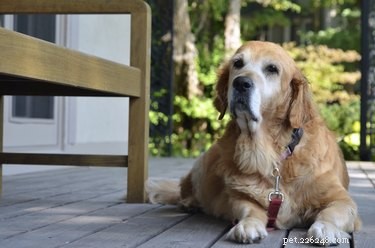 Supporting Your Senior Dog’s Weakening Legs: Practical Care Tips