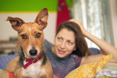 Cauliflower Ear in Dogs: Causes, Symptoms, and Treatment