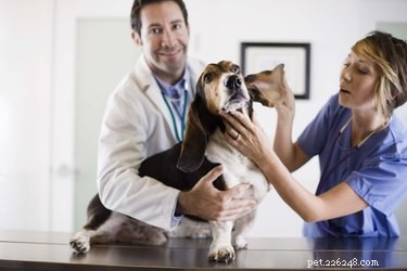 Cauliflower Ear in Dogs: Causes, Symptoms, and Treatment