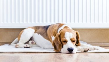 Understanding Canine Lymphoma: Prognosis, Treatment, and Quality of Life