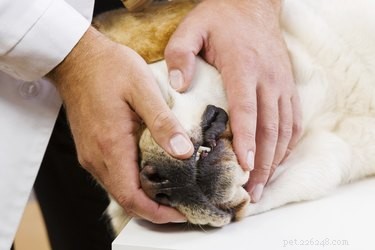 Recognizing Urinary Tract Infection (UTI) Symptoms in Dogs: What to Look For