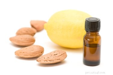 Effective Home Remedies for Treating Your Dog’s Earache