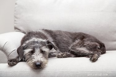 Thyroxine Tablets for Dogs: Common Side Effects & Management