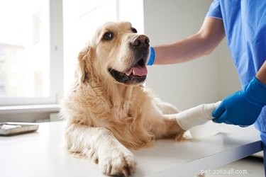 Key Symptoms of a Dog’s Broken Leg: Spotting the Signs Early