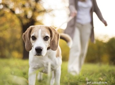 Safe Stool Softener Use for Dogs: Vet‑Approved Dosage and Dietary Tips