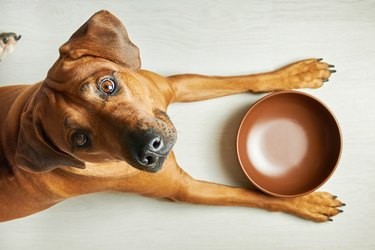 Safe Stool Softener Use for Dogs: Vet‑Approved Dosage and Dietary Tips