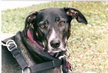What Bloody Stools in Dogs Mean—and When to Seek Veterinary Care