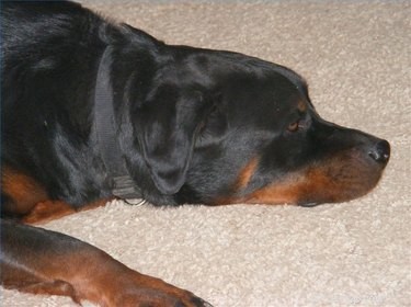 Recognizing Liver Failure in Dogs: Key Signs & Symptoms